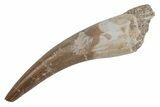 Fossil Plesiosaur (Zarafasaura) Tooth - Morocco #211441-1